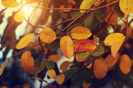Yellow and leaves in autumn with vintage color.