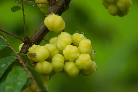 star gooseberry on tree with water drop.の写真素材