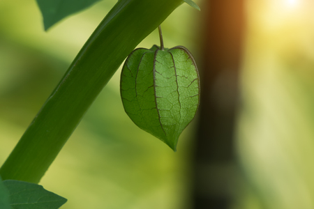 Hogweed, Ground Cherry on tree. (Scientific name: Physalis angulata L.)の写真素材