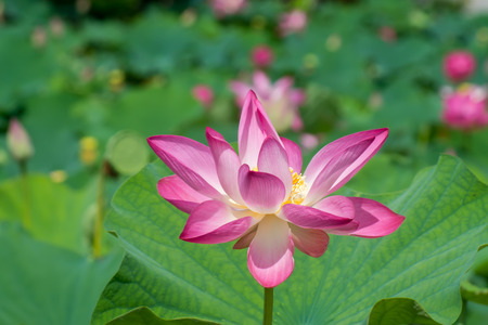 pink lotus flower are bloomingの写真素材