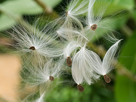 Close up of Calotropis gigantea seeds.の写真素材