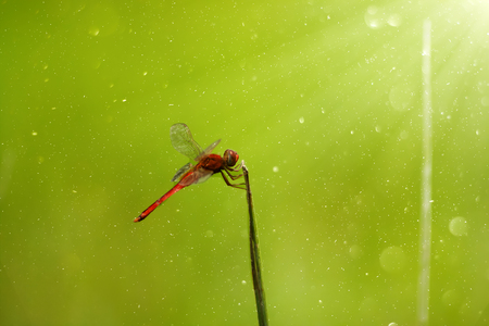 Lonely dark red dragonfly on a leaf with green background and light floating dust.の写真素材