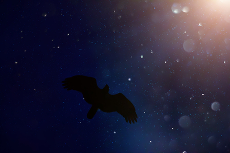 Black silhouette of a hawk on a blue background with light of floating dust and sunlight.の写真素材