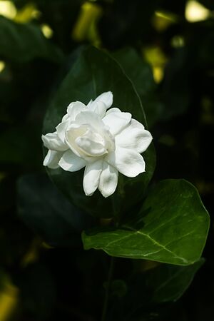 White of jasmine flower in the dark background.の写真素材