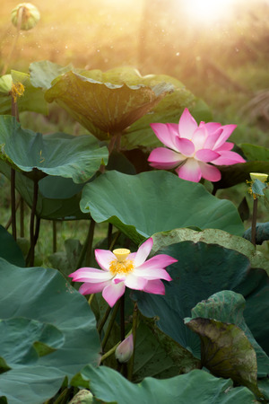 pink lotus flower are blooming in green leaf with sunlight and bokeh.の写真素材