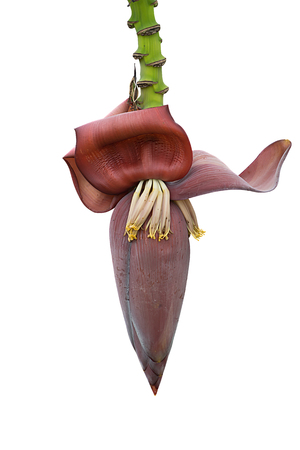 Close up of banana flower on white background with clipping path. (Musa acuminata - Gros Michel)の写真素材