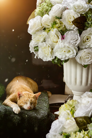 Yellow cat are sleeping under fake flower with sunlight and floating dust.の写真素材