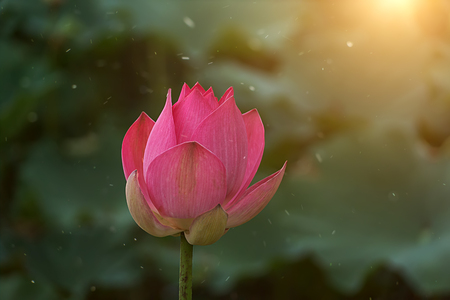 Close up pink lotus flower are blooming with sunlight and floating dust.の写真素材