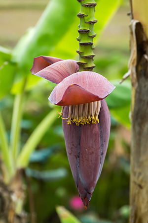 banana flower. (Musa acuminata - Gros Michel)の写真素材