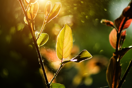Leaf is growing with bokeh and sunlight in dark background.の写真素材
