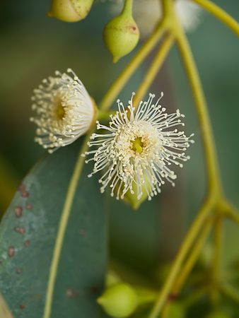 Close up of Eucalyptus flower. (Eucalyptus globulus Labill.)の写真素材