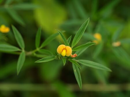 Small yellow flowers in the garden.の写真素材