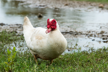 White ducks in open farm. (Cairina moschata)の写真素材