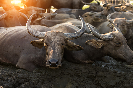 Asian buffalo in golden hour before sleeping with sunlight.の写真素材