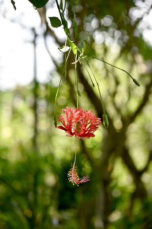 Side view of red hibiscus flowers and yellow stamens.の写真素材