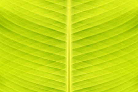 Abstract green triangle background from banana leaf.の写真素材