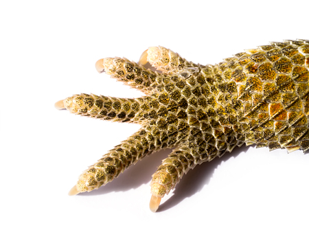 Foot close-up of Bearded Dragonの写真素材
