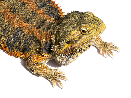 Close-up image of Bearded Dragon lookingの写真素材