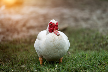 White ducks are sleeping in open farm with sunset light. (Cairina moschata)の写真素材