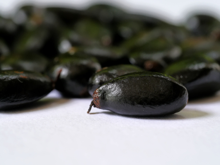 Close up black seeds of Sugar Apple. (Annona squamosa)の写真素材