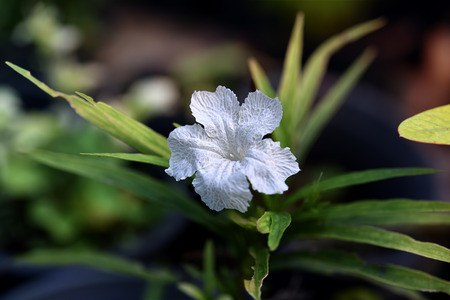 Ruellia tuberosa flower with blur background.の写真素材