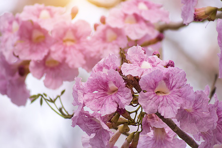 Pink trumpet flower on the branch.