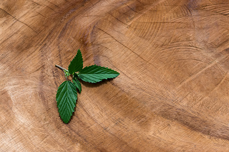 Green leaf on wood background.