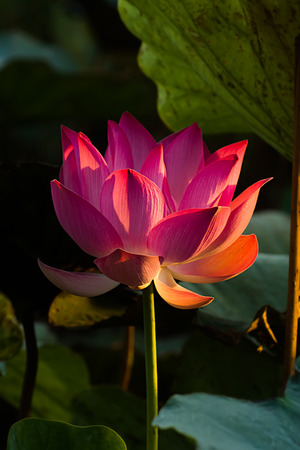 Pink lotus flower with sunlight in the morning in dark background.の写真素材