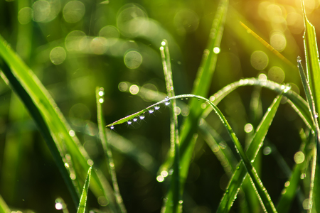 drop dew on rice leaf in the morning with sunlight.の写真素材
