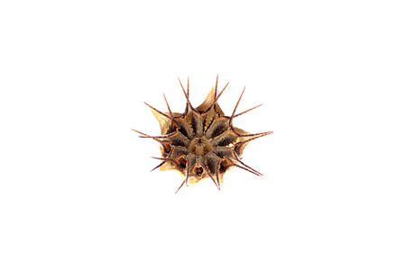 Sida cordifolia seed on white background.の写真素材