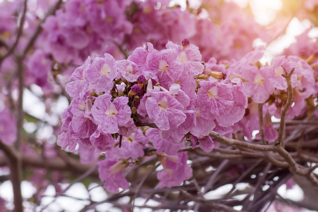 Pink trumpet flower on the branch with sunlight.の写真素材