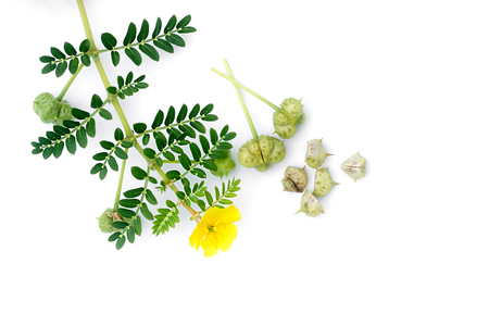 The yellow flower of devil's thorn (Tribulus terrestris plant) with leaf and seeds on white background.の写真素材