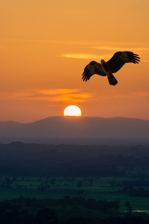 Sunset sky and big sun with falcon flying over the mountain.の写真素材