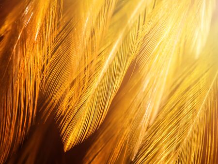 Close up feather background with sunlight and floating dust for your design.の写真素材