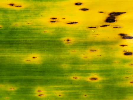 Abstract background of old banana leaf with yellow and green color.の写真素材