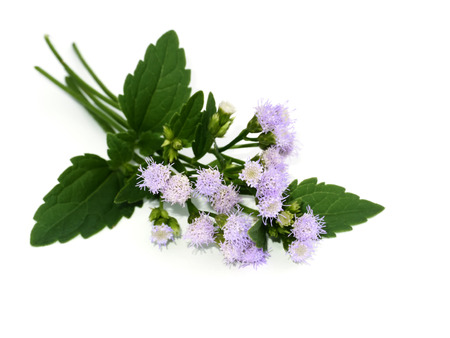 Herbs flower of Siam weed, Bitter bush, Christmas bush or Devil weed (Chromolaena odorata plant) with white background.の写真素材