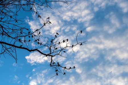 Black silhouette of bird on the branch with blue skyの写真素材