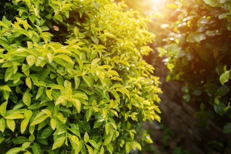 Green leaf in the garden
