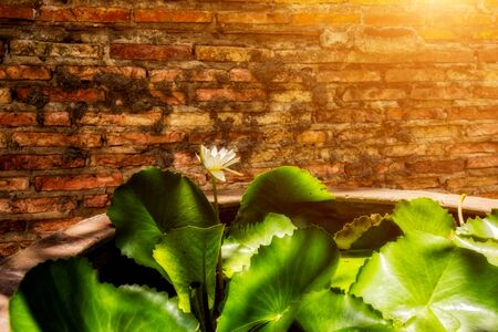 Waterlily and green leaf with sunlight at old brick wall background.の写真素材
