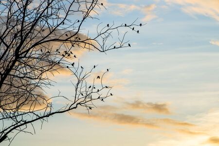 Black silhouette of bird on the branch with blue skyの写真素材