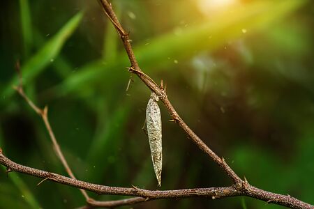 White Pupa on the branch with sunlight and floating dust.の写真素材