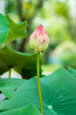 pink lotus flower are blooming.の写真素材
