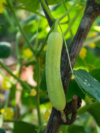 Close up of young cucumber. (Cucumis sativas)の写真素材