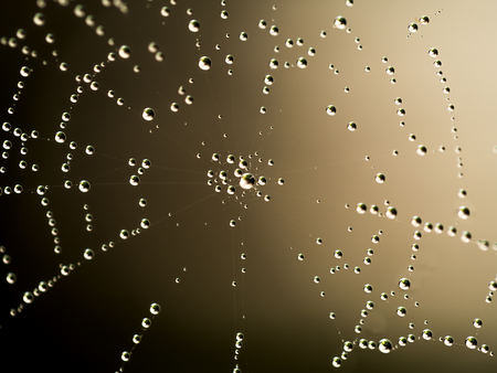 Water drop on web.
