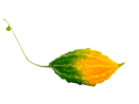 Close up of Bitter Cucumber or Balsum Pear on white background. (Momordica charantin)の写真素材