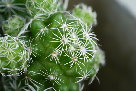 Close up of cactus plant.の写真素材