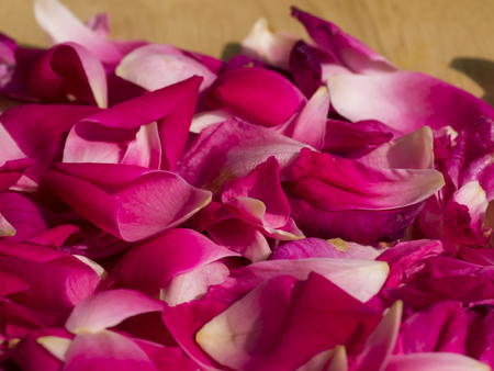 Damask rose petals for rose tea. (Rosa damascena Mill)の写真素材