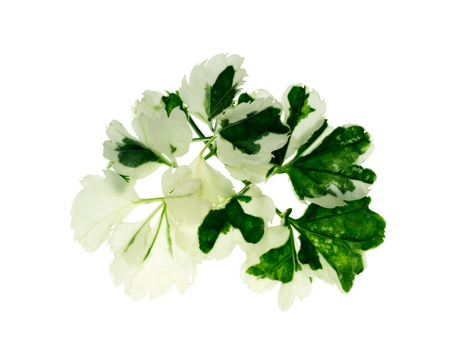 Ming aralia alkaline leaf on white background. (Polyscias fruticosa Harms.)の写真素材