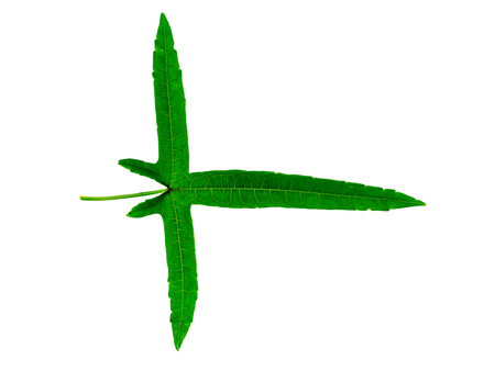 Close up green leaf on white background.の写真素材