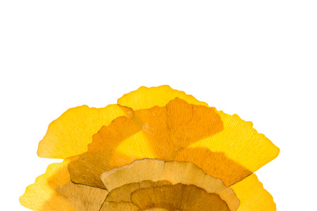 Dried ginkgo leaves on white background.の写真素材